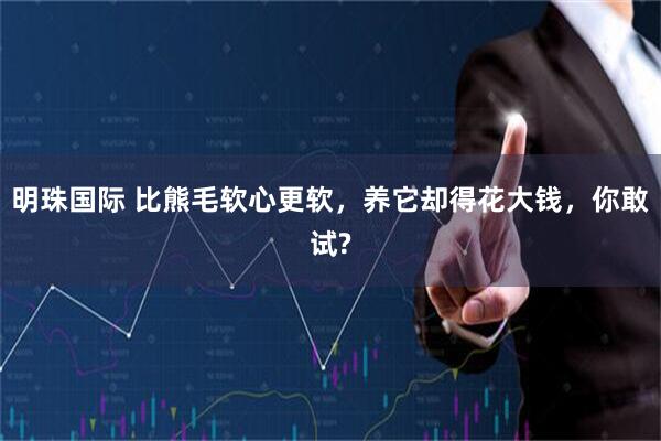 明珠国际 比熊毛软心更软，养它却得花大钱，你敢试?